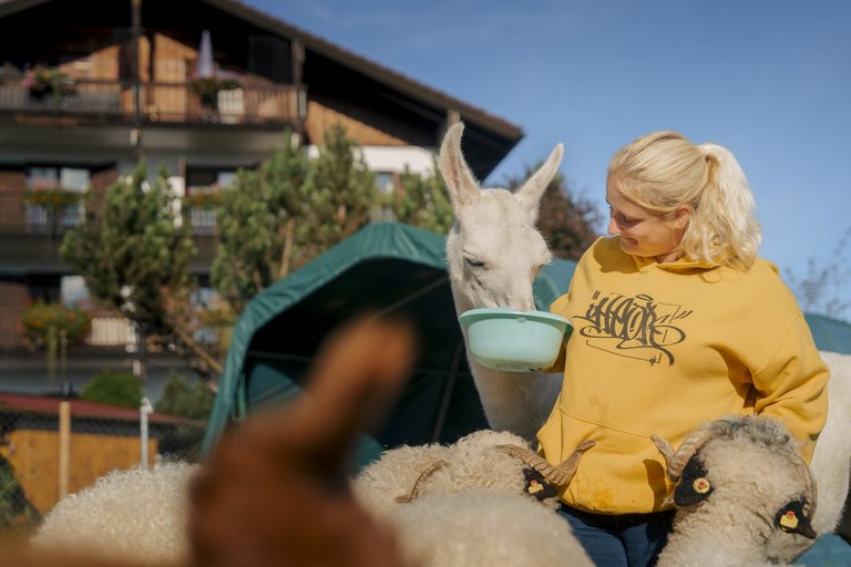 Eine junge Frau in einem gelben Hoodie füttert ein weißes Alpaka aus einer blauen Schüssel. Im Vordergrund sind Schafe zu sehen.